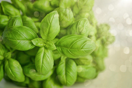 Basil - Live Plant