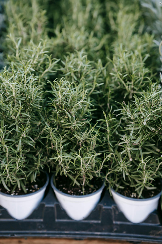 Rosemary - Live Plants